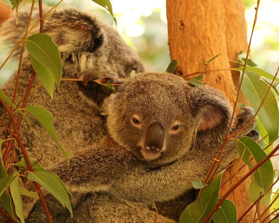 Kuranda Tours Hartleys Crocodile Adventures