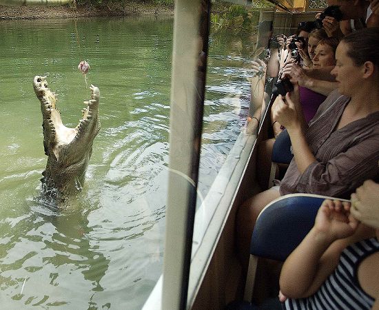 Kuranda Tours Hartleys Crocodile Adventures